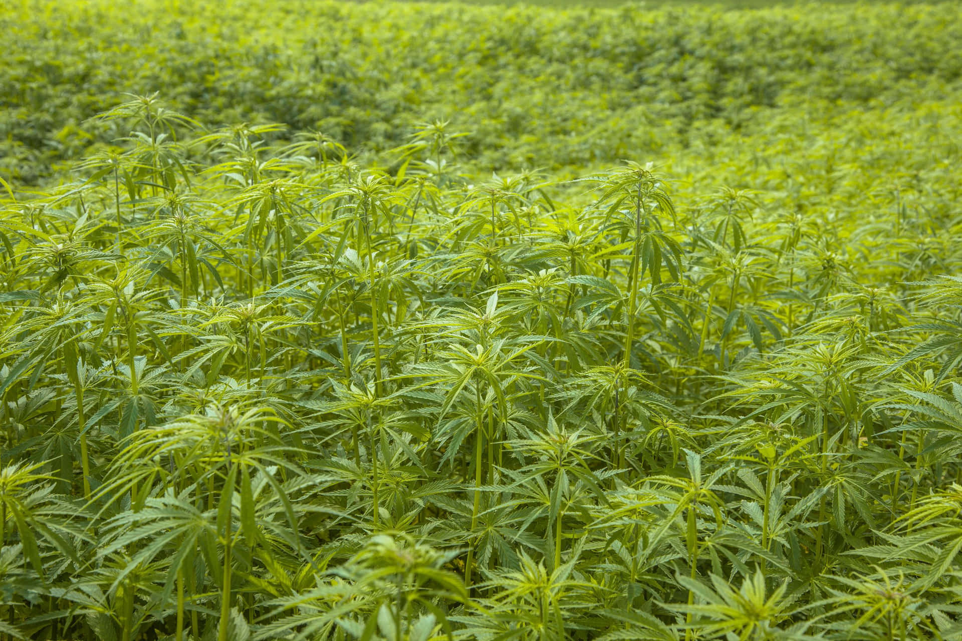 A close-up view of a marijuana plant in beautiful sunlight