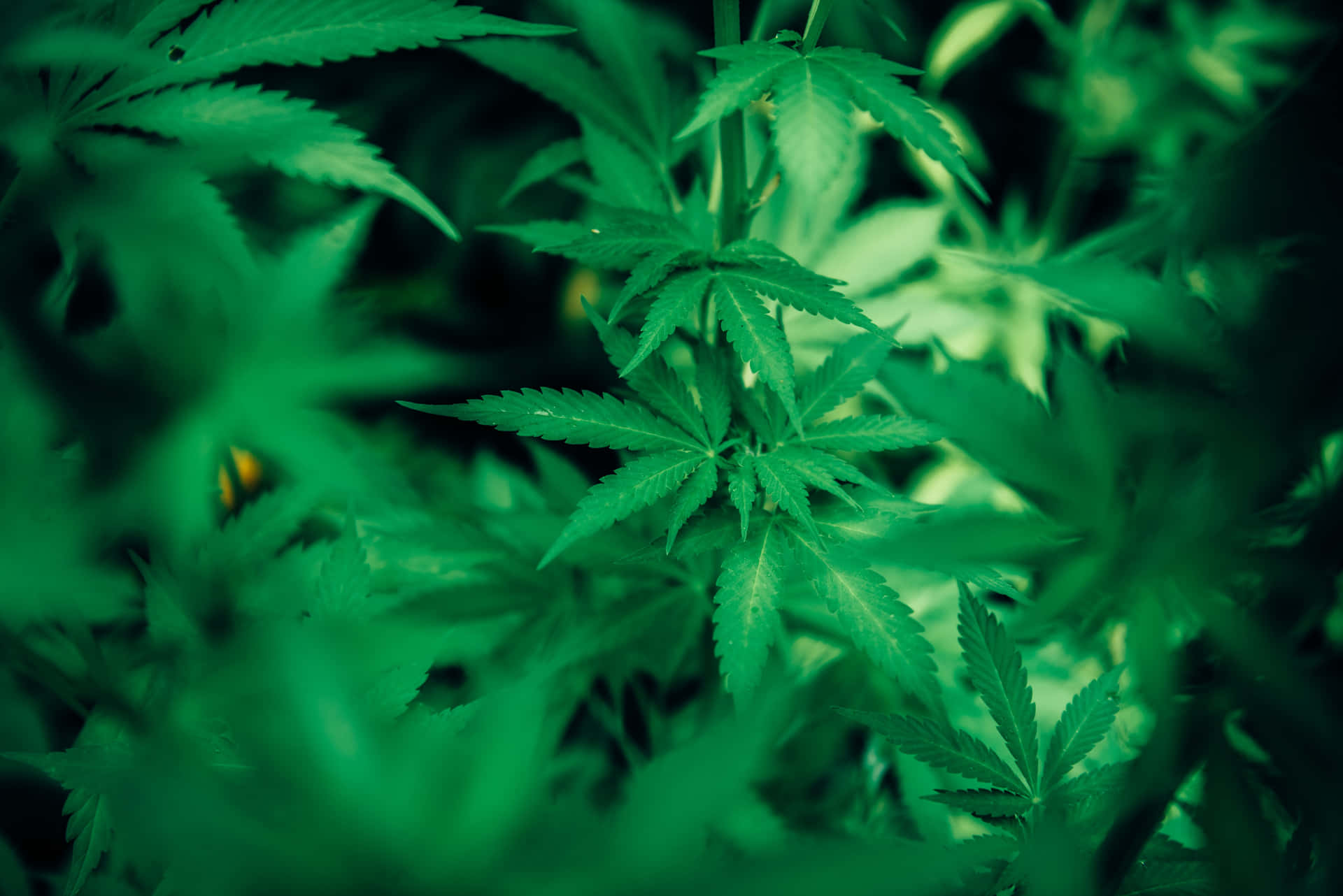 A Close-up View of Fresh Marijuana Buds