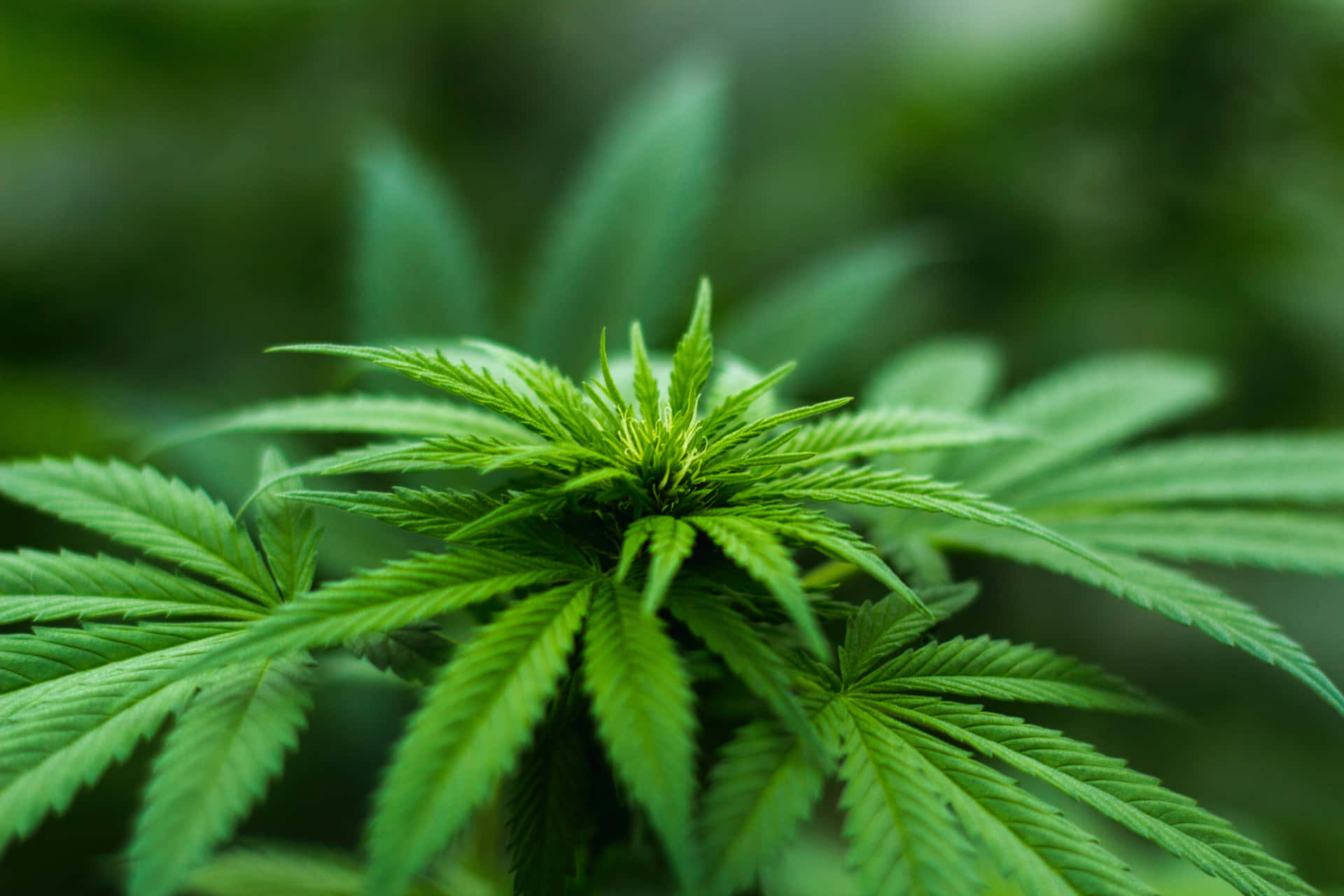Aesthetic Macro Shot of Marijuana Buds