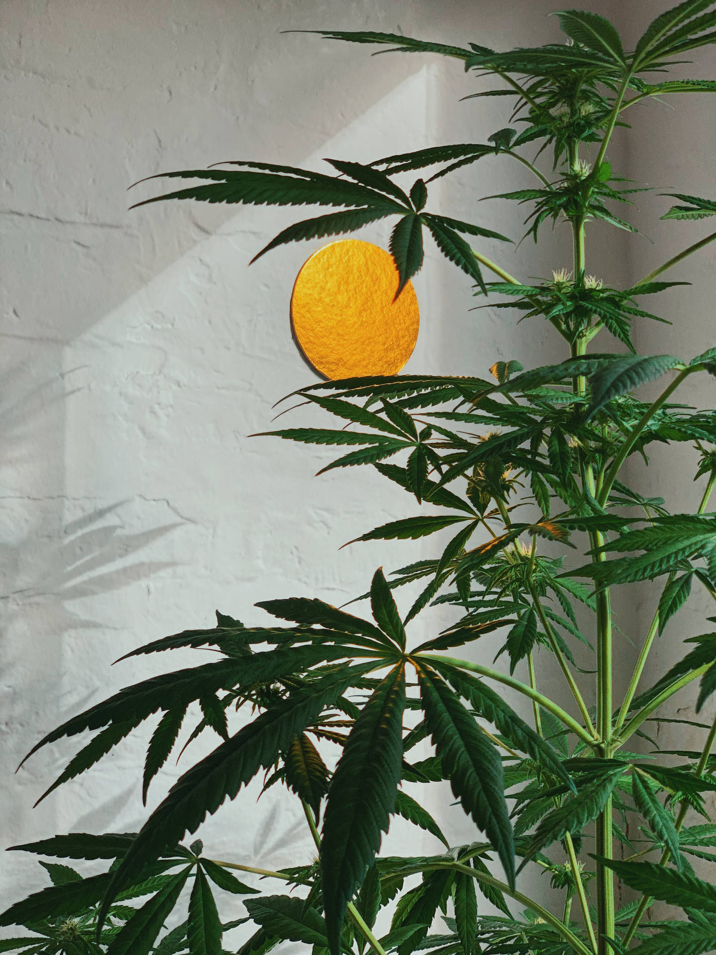 Marijuana Home Plant Wallpaper