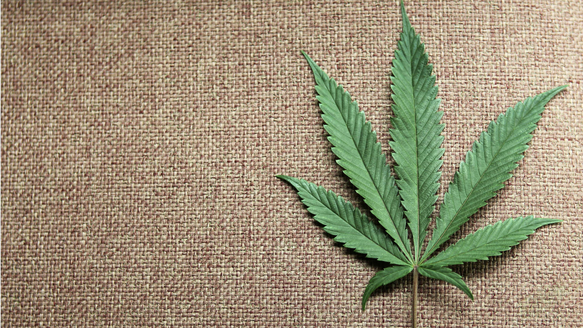 Marijuana Leaf Flatlay Wallpaper