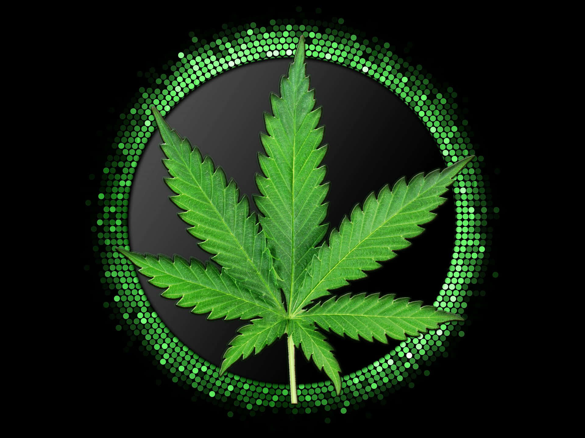 Hojasde Marihuana Rodeadas Por Círculos Verdes. Fondo de pantalla
