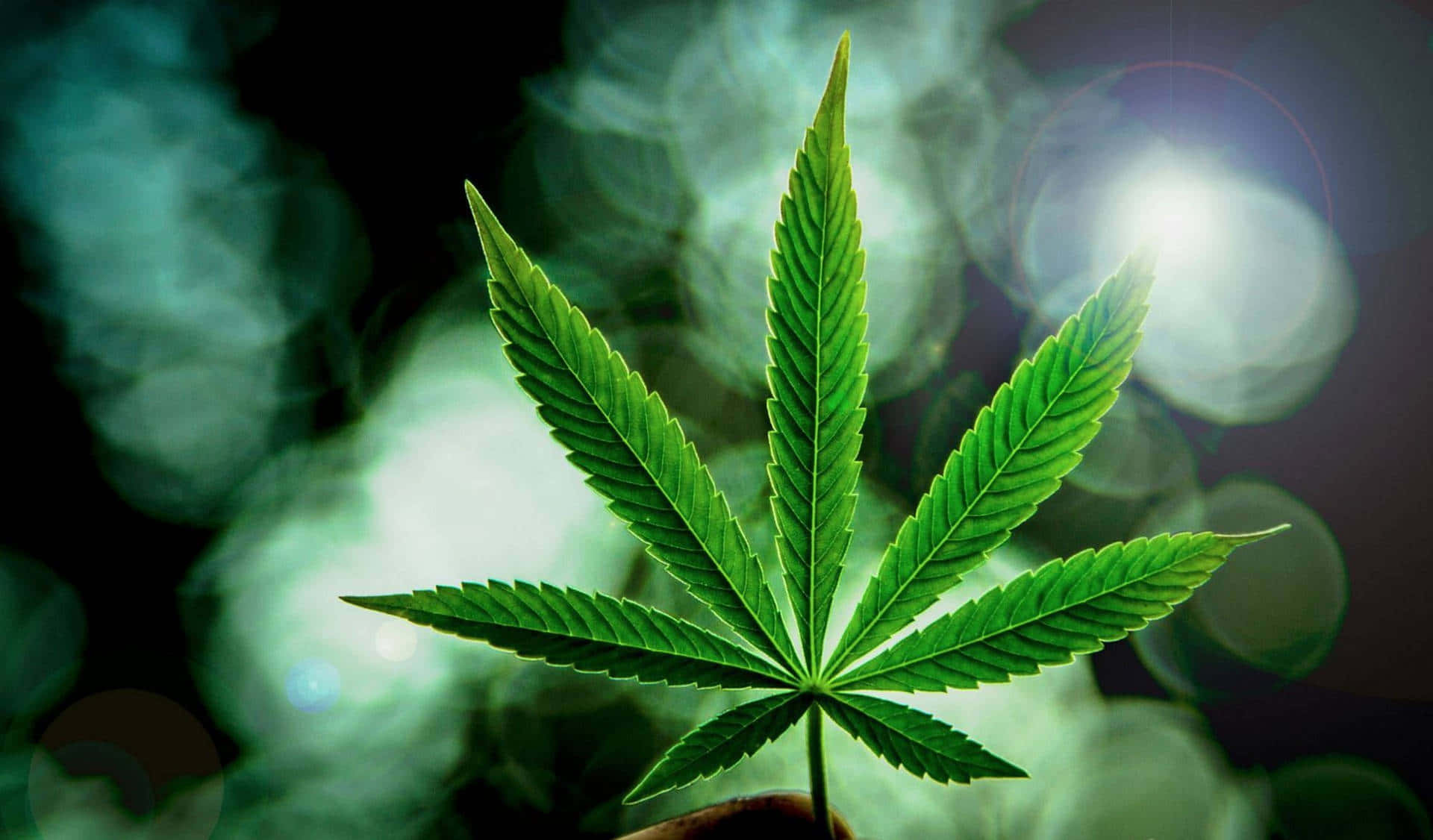 Marijuana Leaf With Bokeh Lights Wallpaper