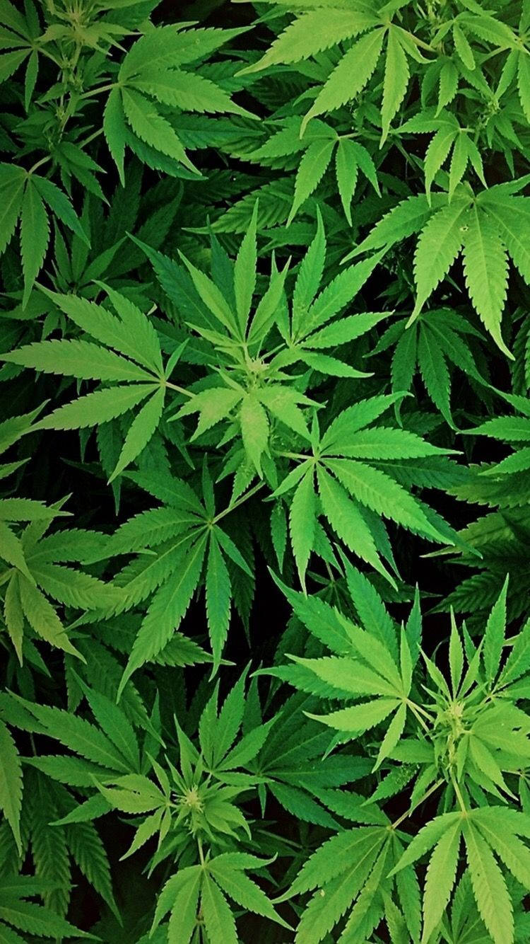 Marijuana Leaves Background Wallpaper Cannabis Stock Photo - Download Image  Now - Cannabis Plant, Narcotic, Marijuana - Herbal Cannabis - iStock