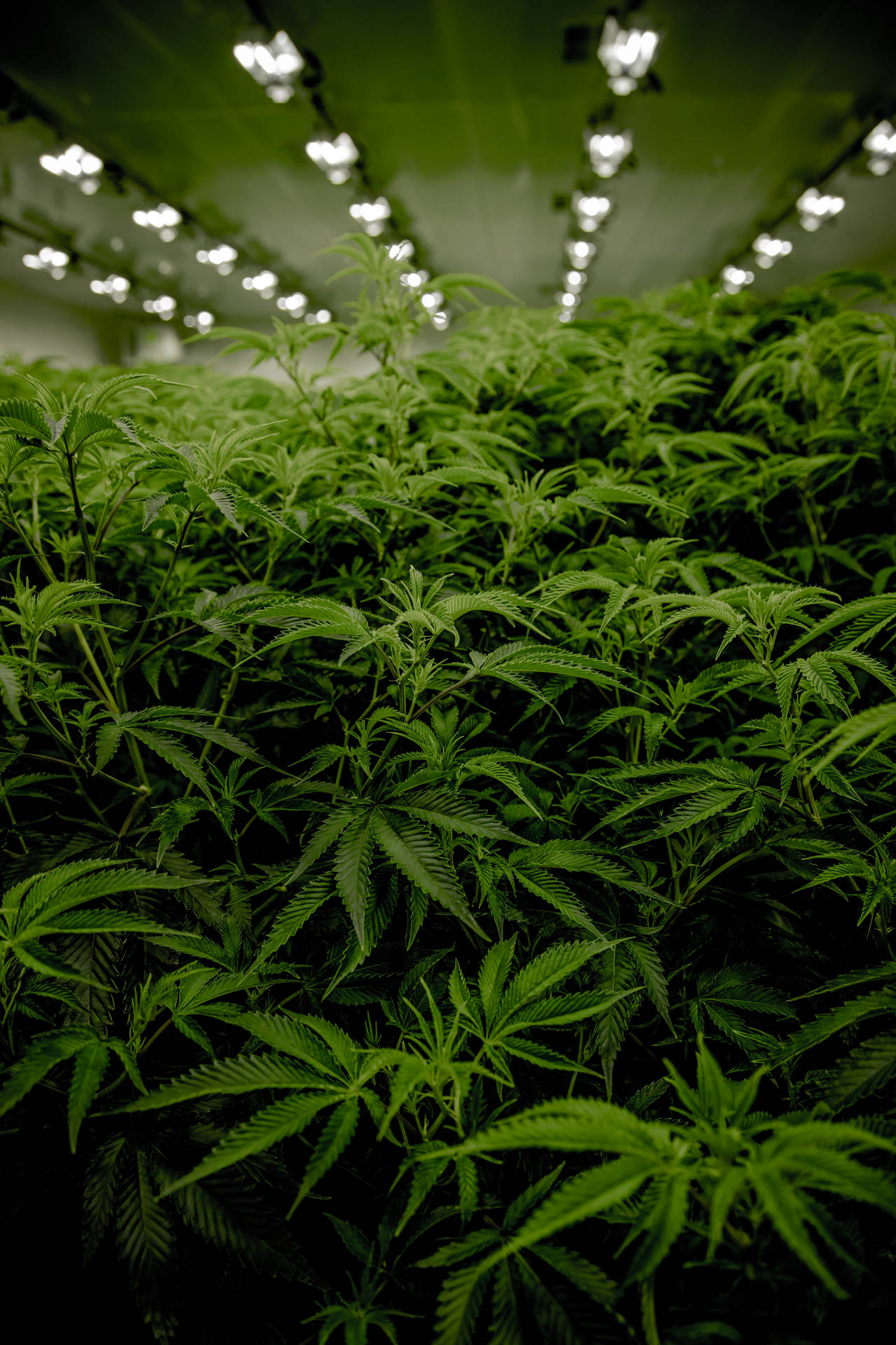 Marijuana Weed Room Picture