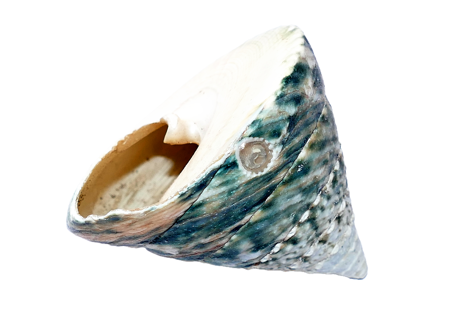 Download Marine Conch Shell Isolated | Wallpapers.com