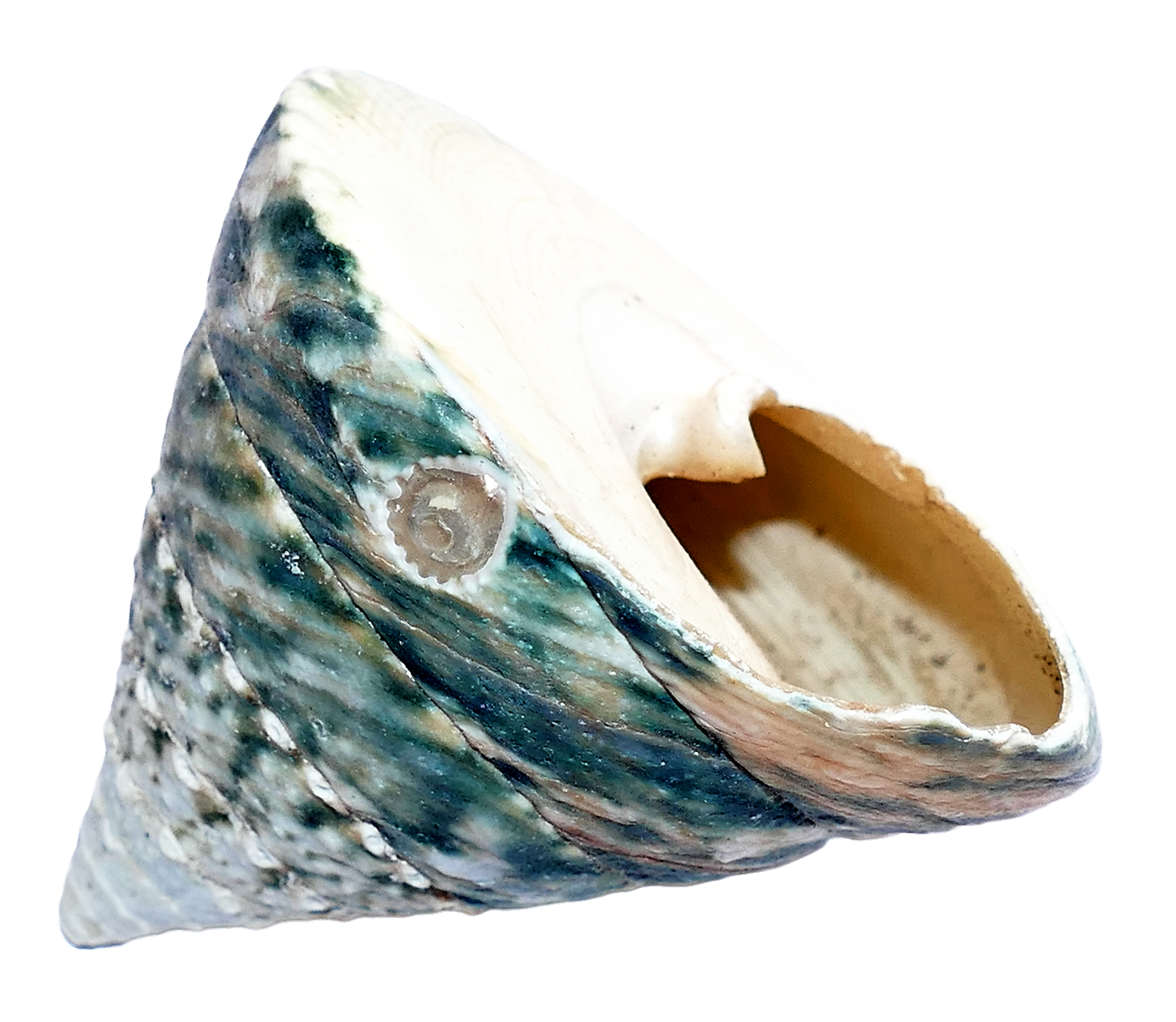 Marine Conch Shell Isolated PNG