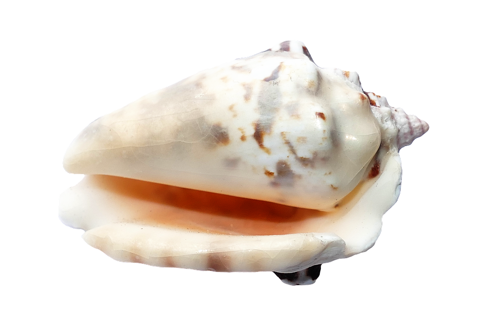 Marine Conch Shell Isolated PNG