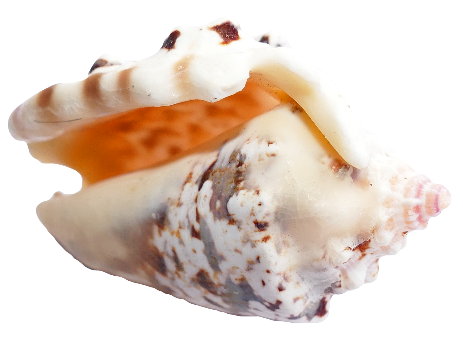 Marine Conch Shell Isolated PNG