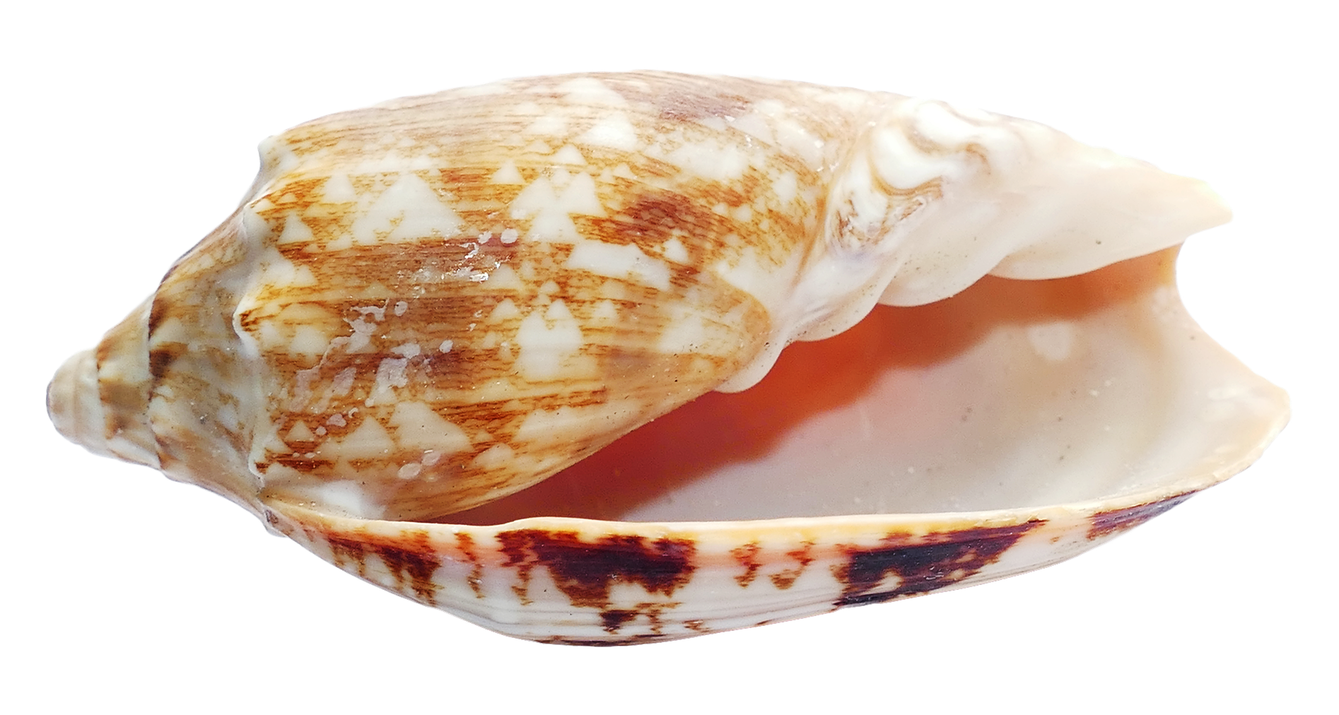 Marine Conch Shell Isolated PNG