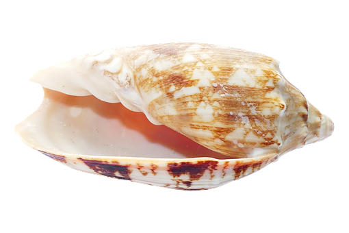 Marine Conch Shell PNG