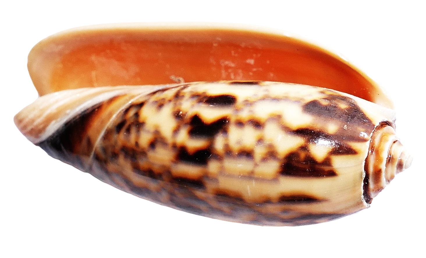 Marine Conch Shell Side View PNG