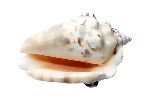 Marine Conch Shellon Black PNG