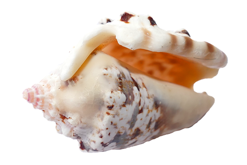 Marine Conch Shellon Black PNG