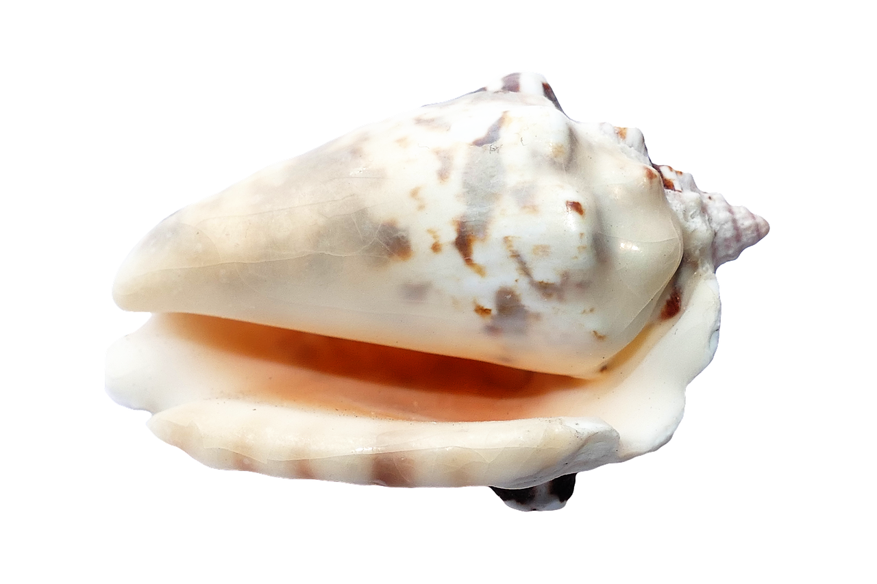 Marine Conch Shellon Black PNG