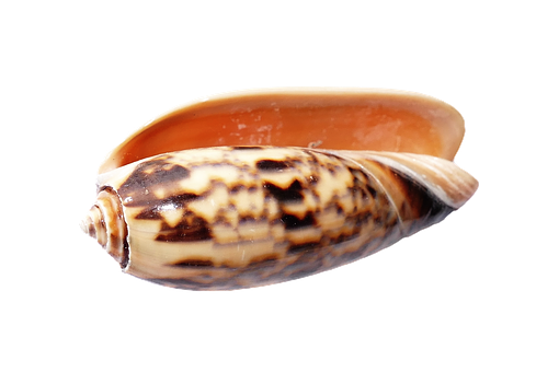 Marine Cone Shell Isolated PNG