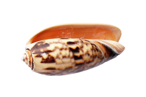 Marine Cone Snail Shell PNG