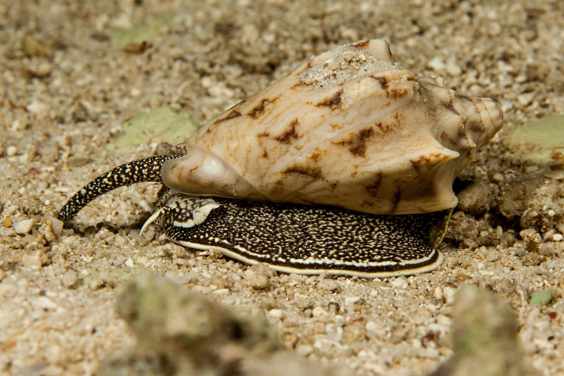 Download Marine Conus Sea Snailon Sandy Bottom Wallpaper | Wallpapers.com