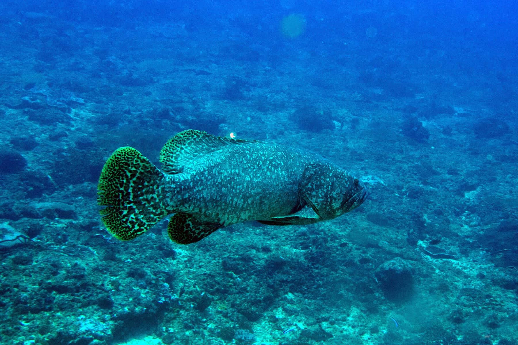 Marine Grouper Swimming Underwater.jpg Wallpaper
