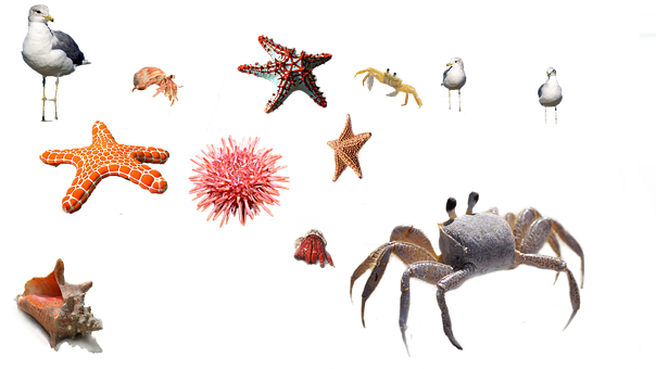 Marine Life Collage PNG