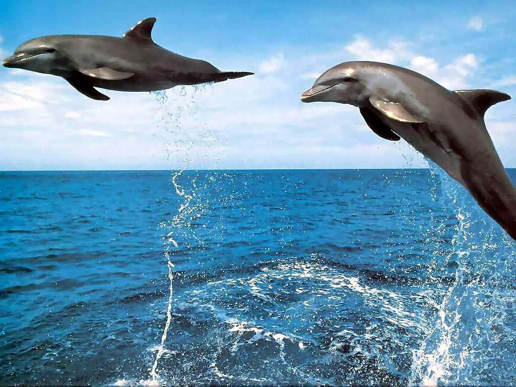 Download Marine Mammals Cute Dolphins Wallpaper 