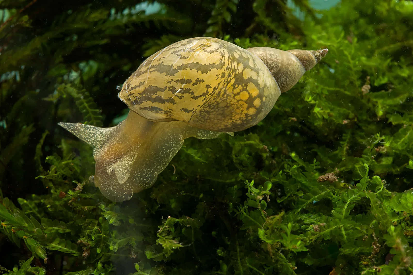 Marine Snail Amidst Seaweed.jpg Wallpaper