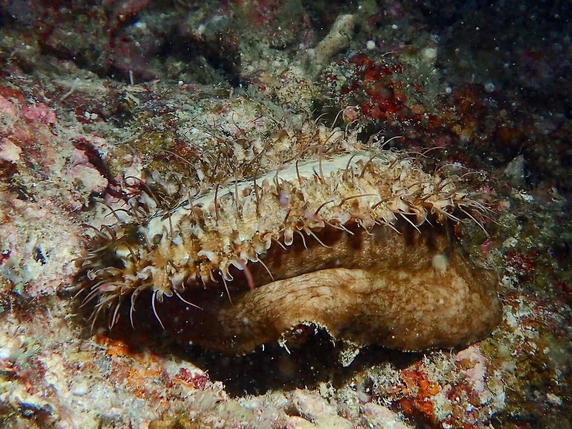 Marine Snail Haliotis Underwater Wallpaper