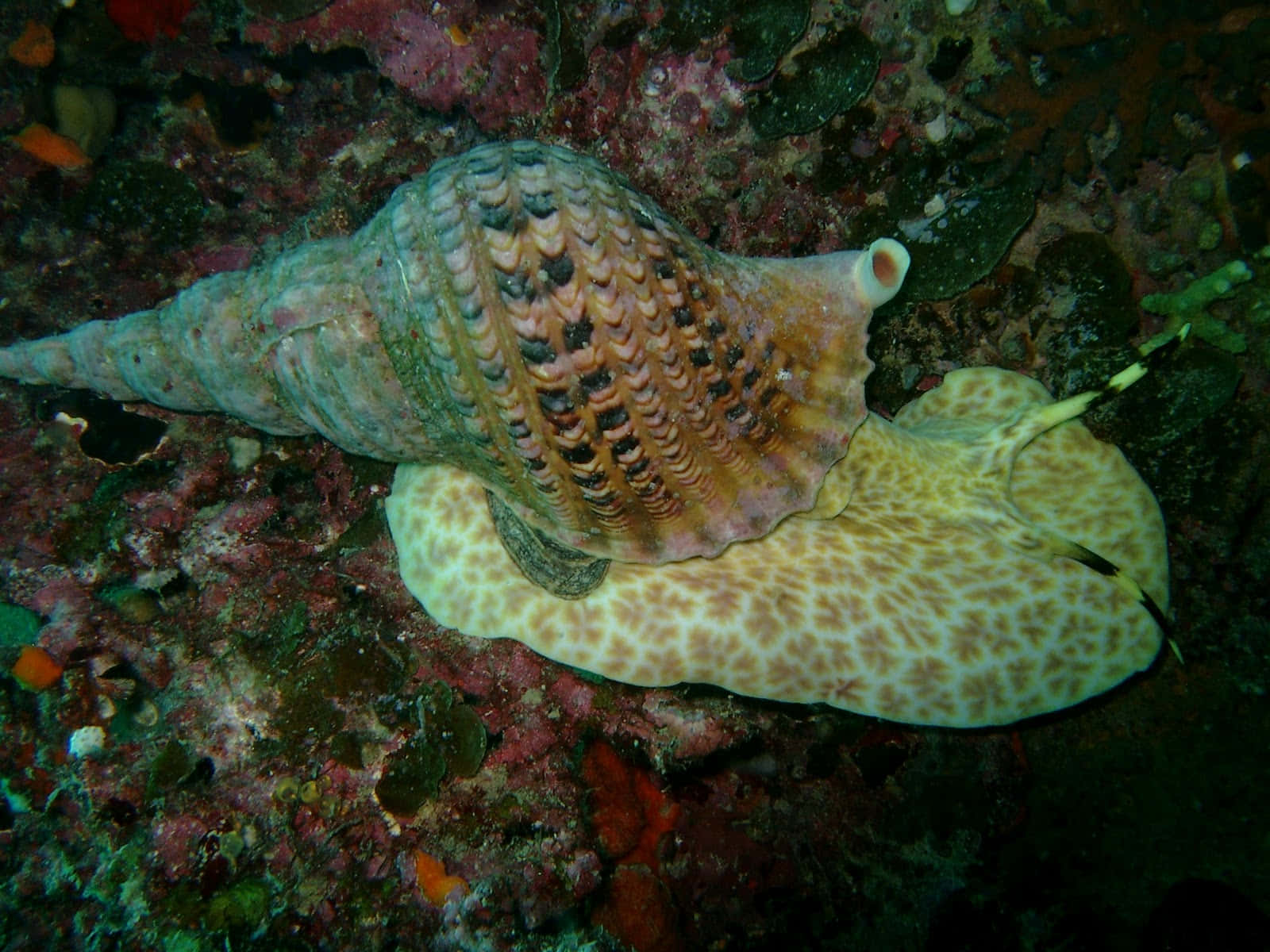 Marine Snail Underwater Scene Wallpaper
