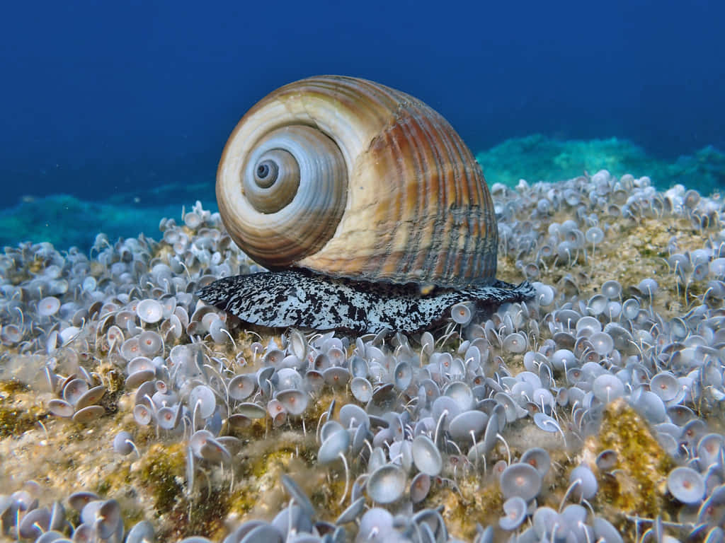 Marine Snailon Coral Reef.jpg Wallpaper
