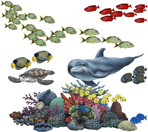 Marine_ Life_and_ Coral_ Reef_ Illustration.png PNG