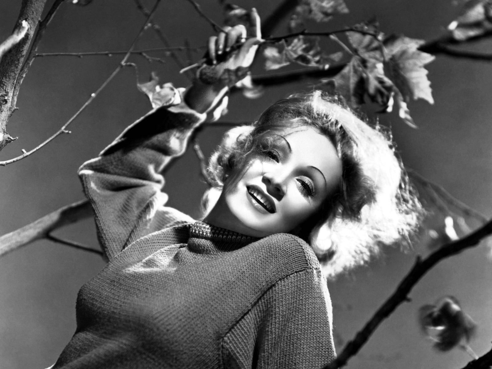 Marlene Dietrich trægrener blomstre. Wallpaper