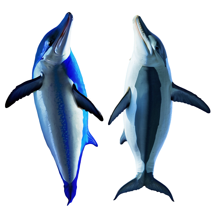 Marlin And Dolphin Png Mbu PNG