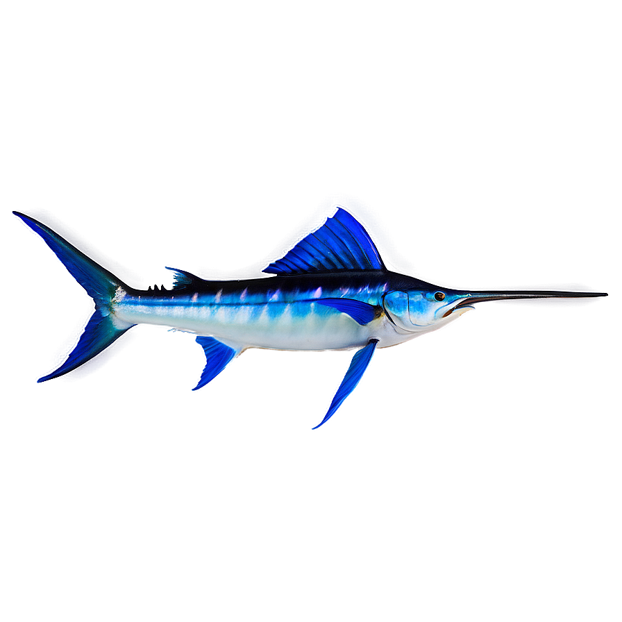 Marlin C PNG