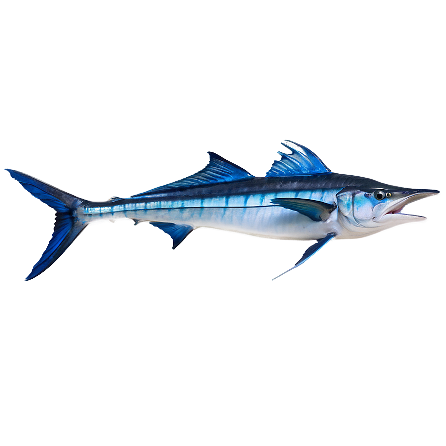 Download Marlin Catch Of The Day Png 18 | Wallpapers.com