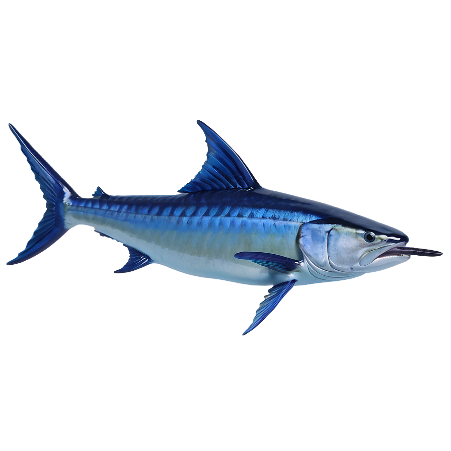 Marlin D PNG