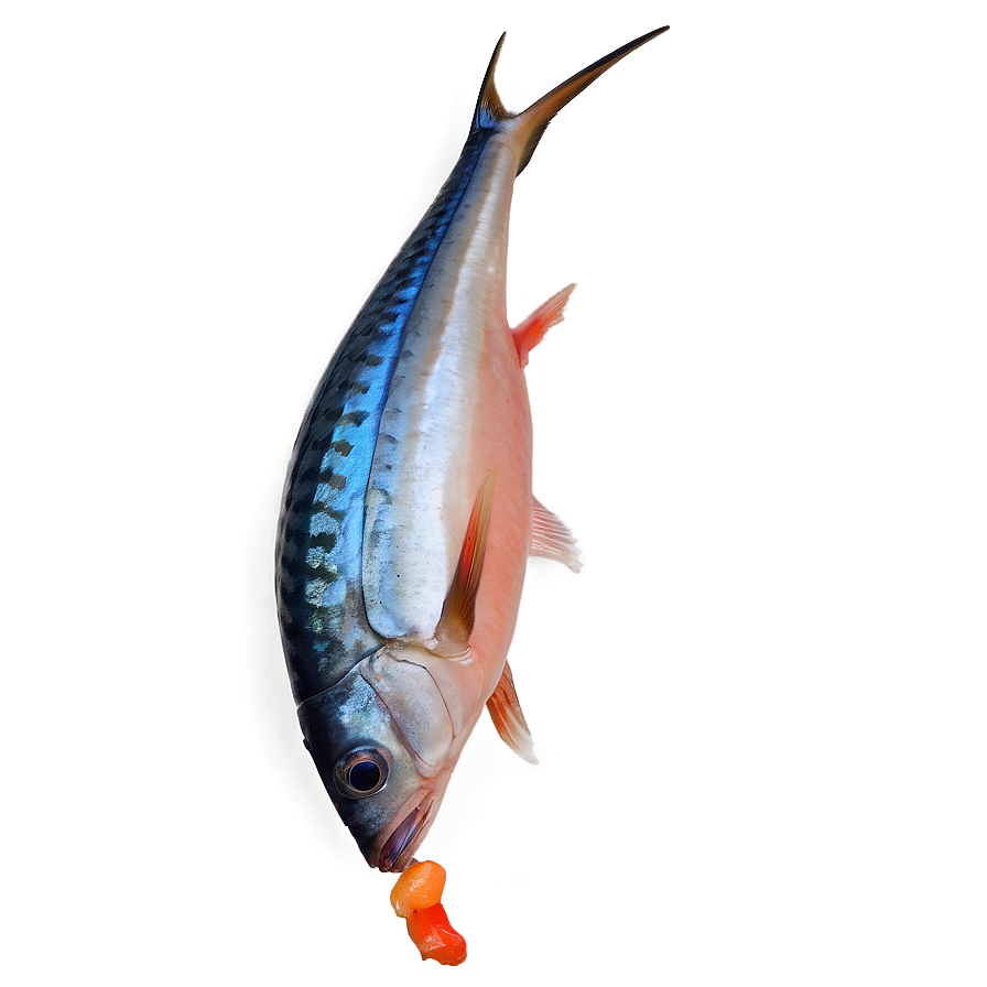 Marlin Fish Steak Png Aox48 PNG