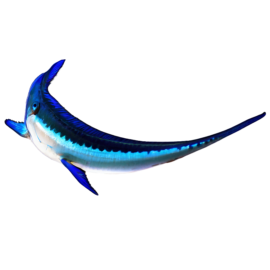 Marlin Fishing Challenge Png 84 PNG