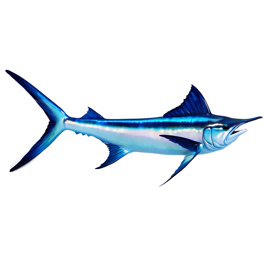 Marlin In Coral Reef Png 77 PNG