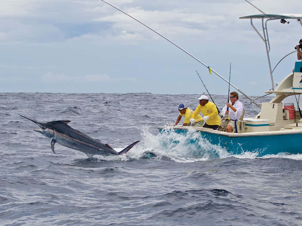 Marlin Springt Dichtbij Vissersboot.jpg Achtergrond