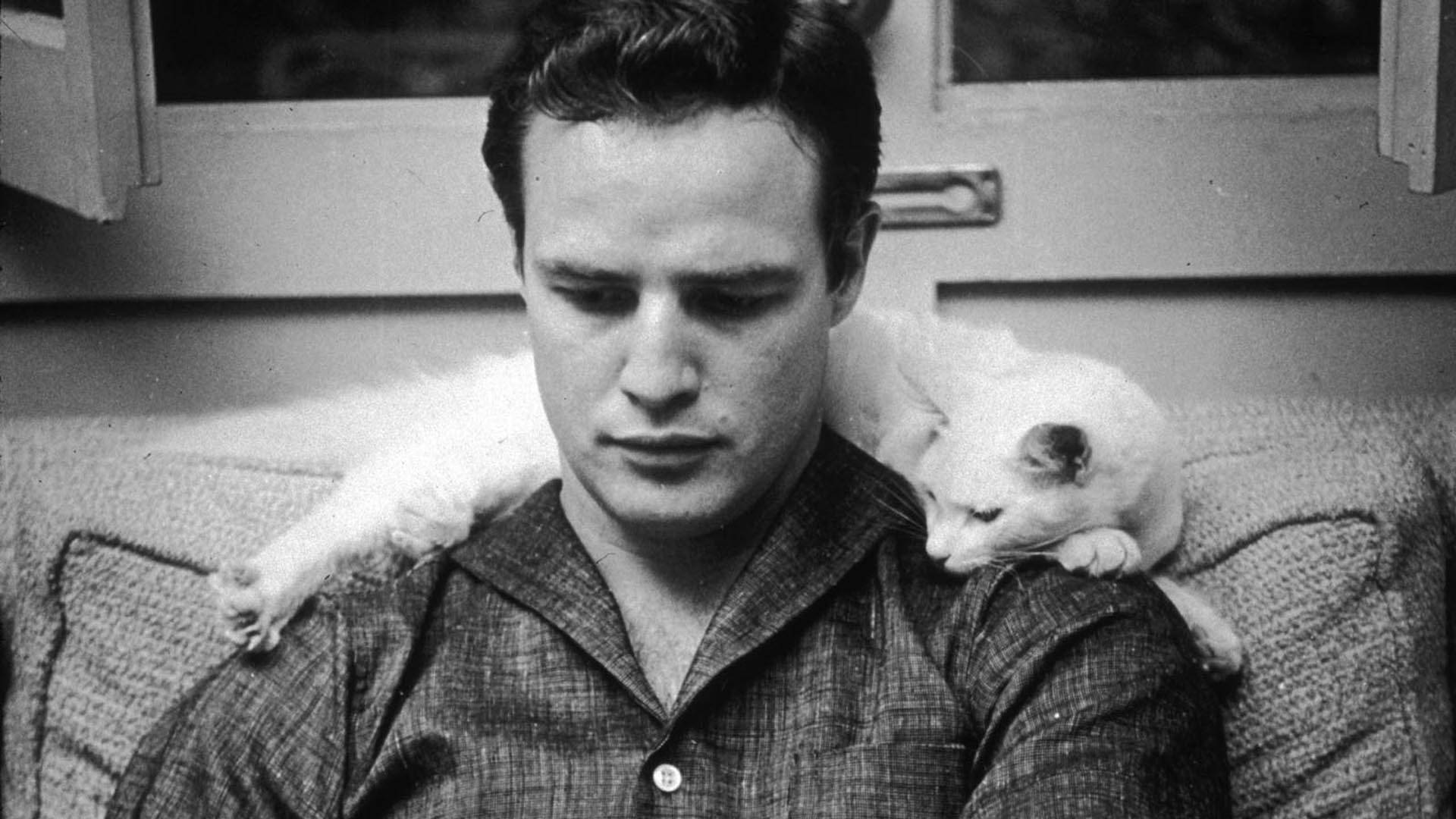 Marlon Brando And White Cat Background