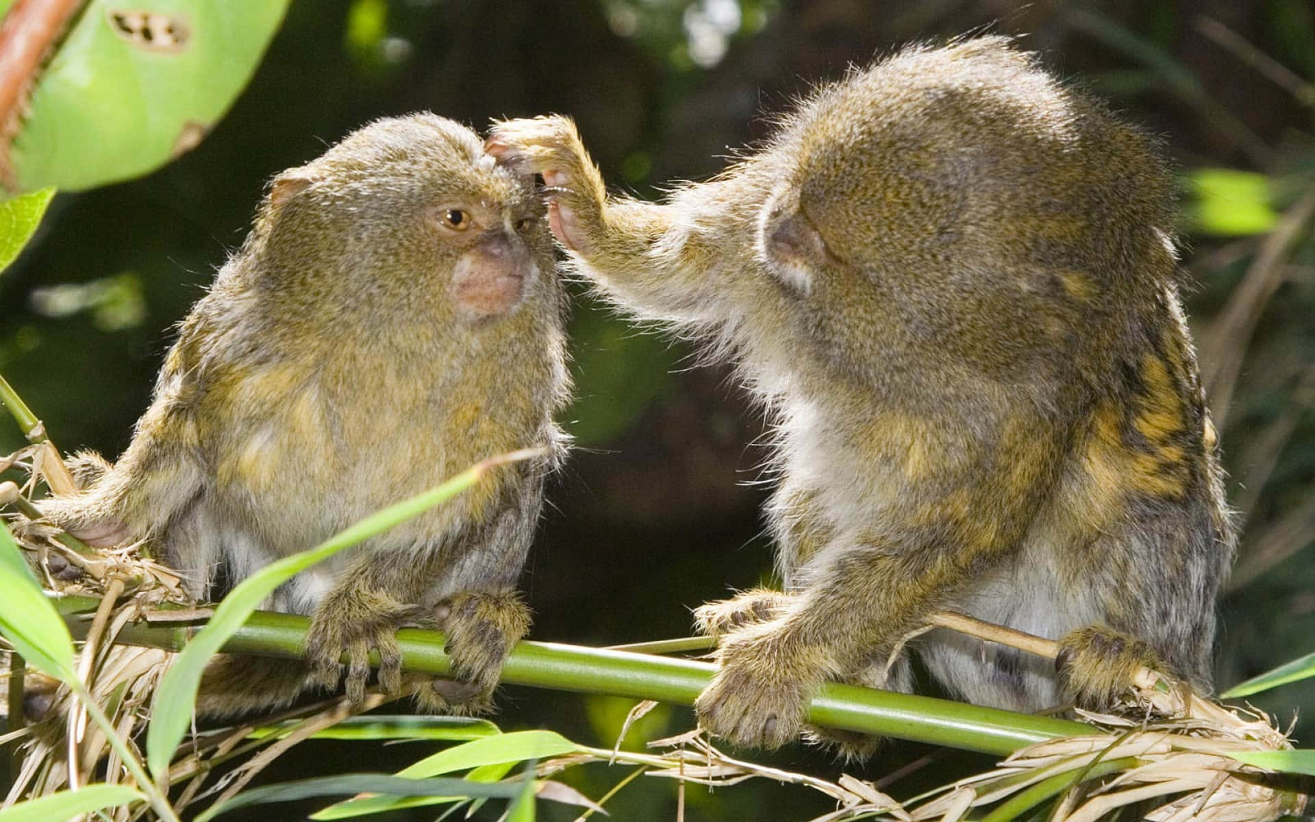 Marmoset Grooming Session Wallpaper