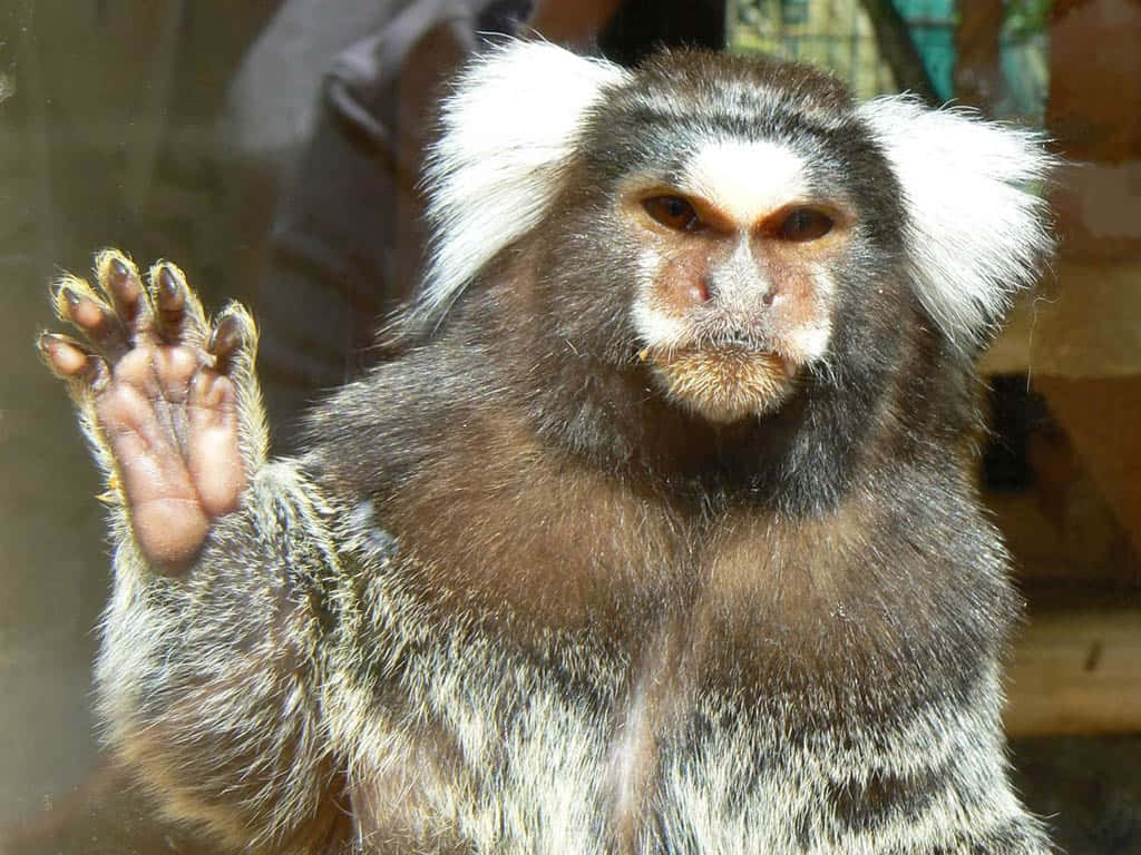 Marmoset Monkey Greeting Wallpaper