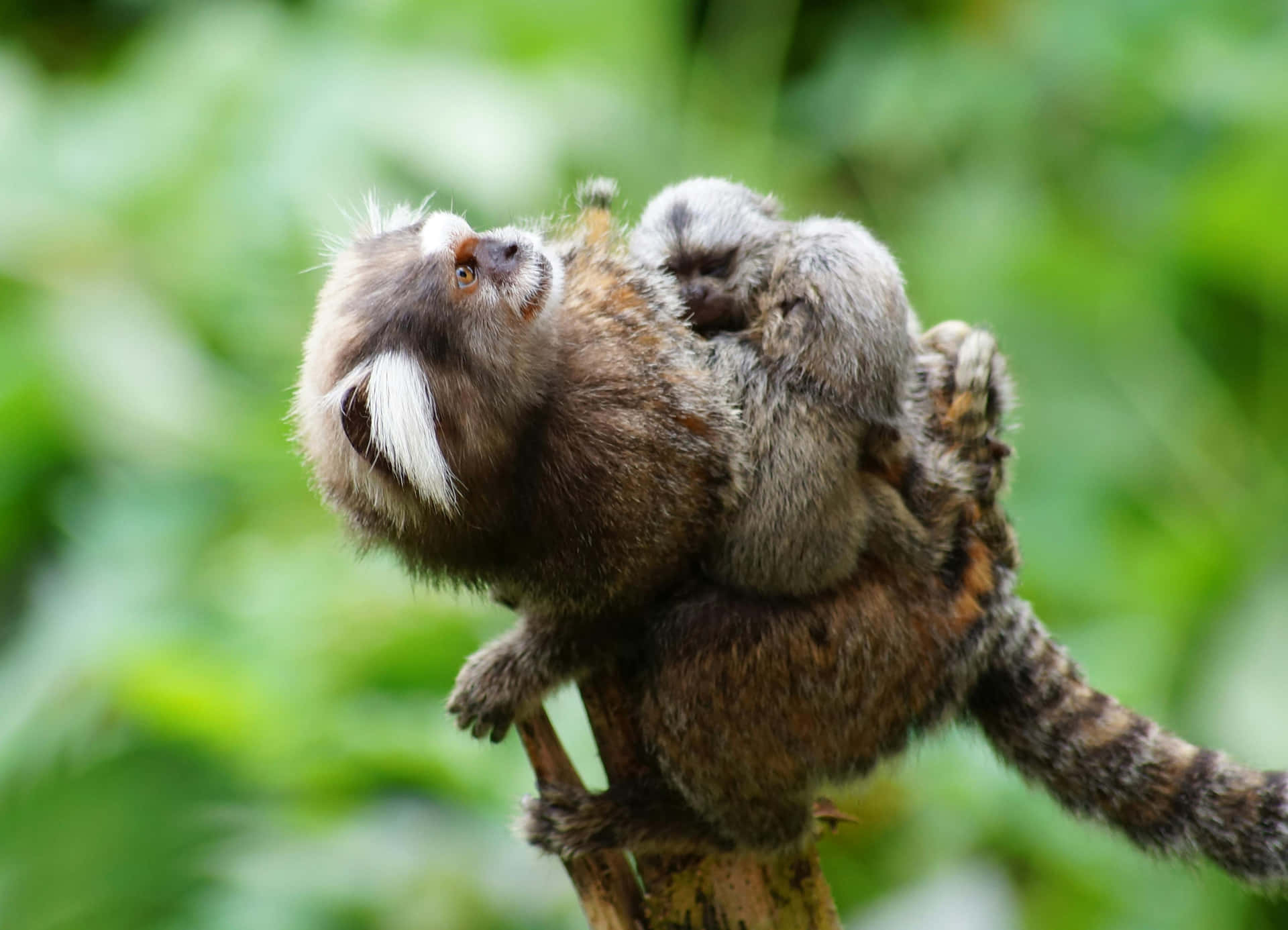 Marmoset Mother With Baby Wallpaper