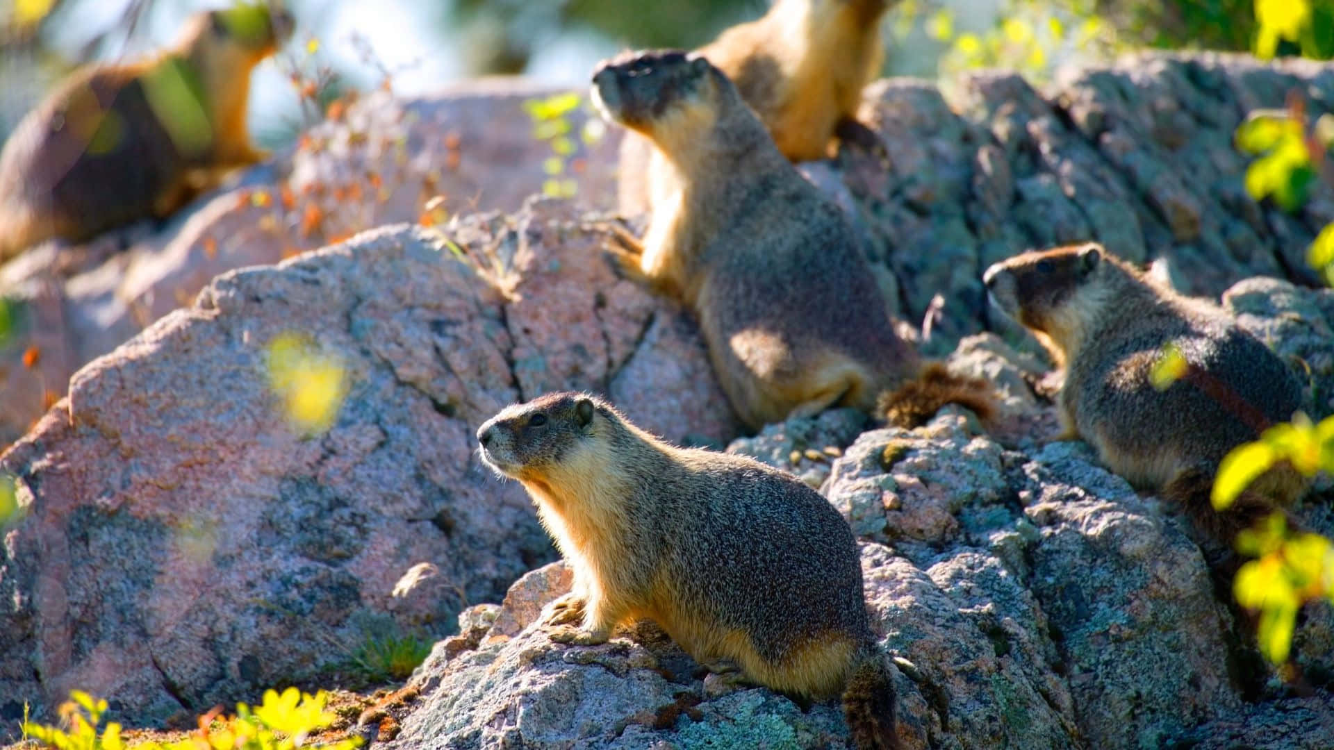 Marmotson Rocky Outcrop Wallpaper