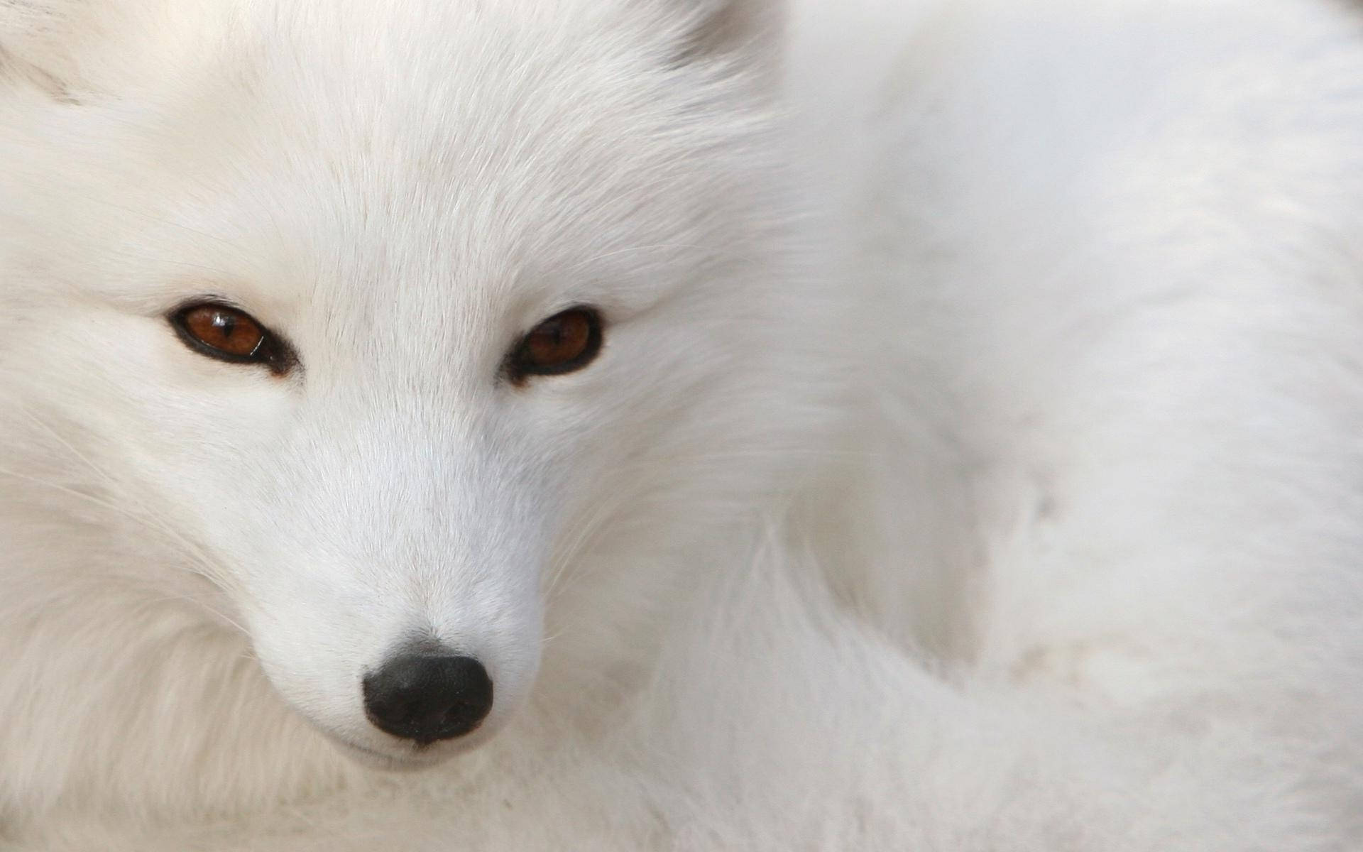 Maroon-eyed White Fox Wallpaper