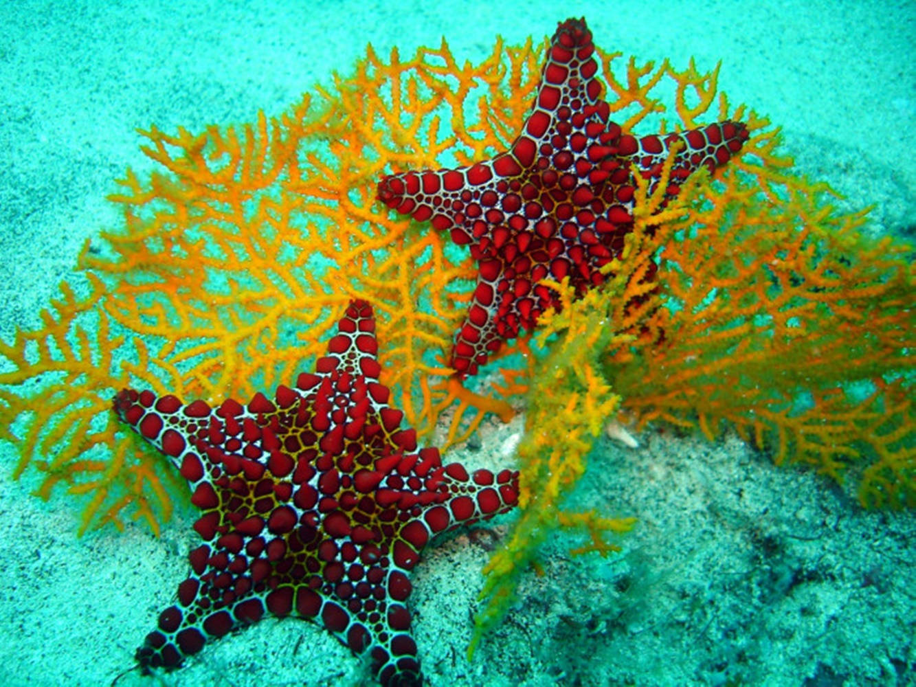 Maroon Starfish And Corals Wallpaper