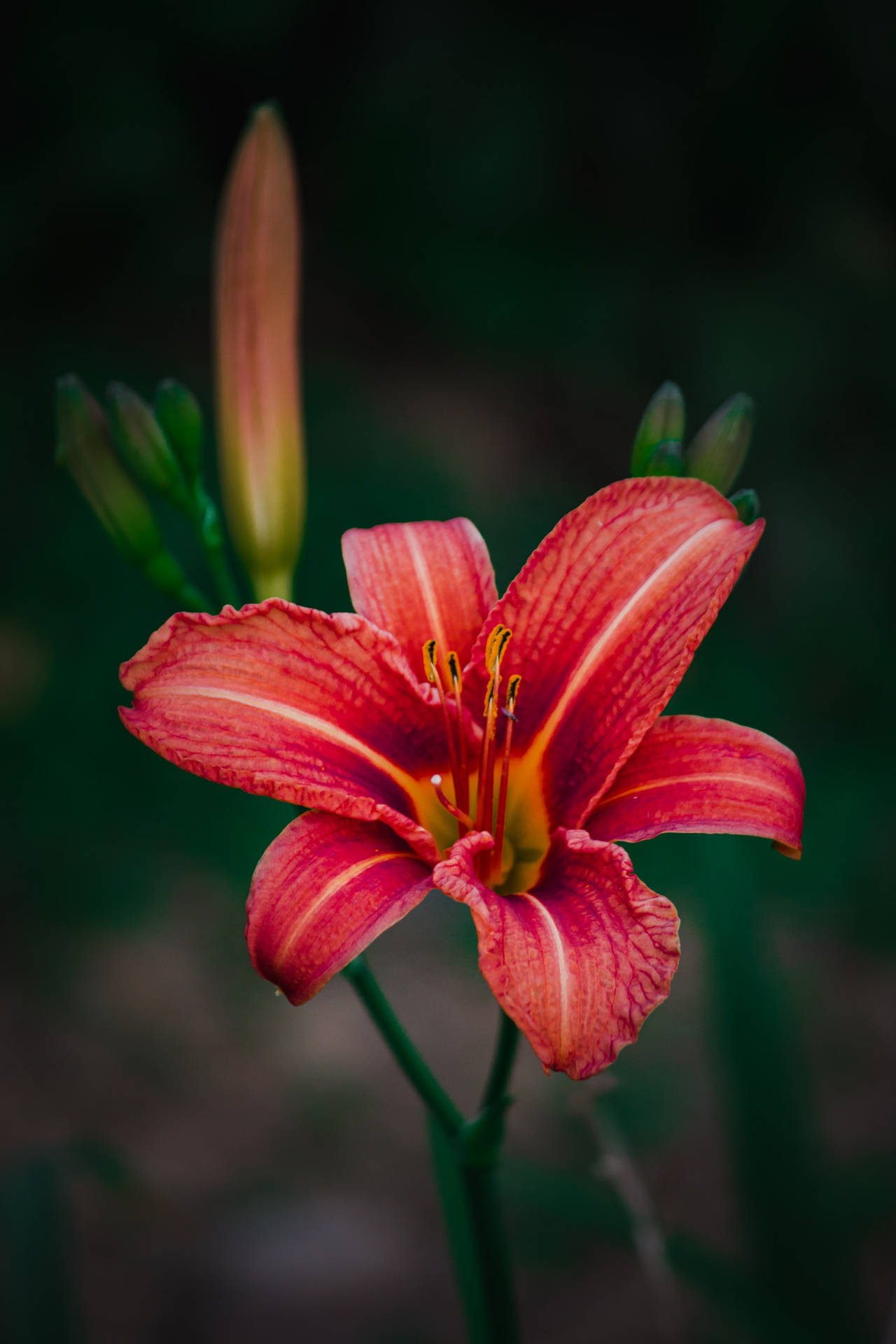 Marsh Lily Blomme Android Live Tapet Wallpaper