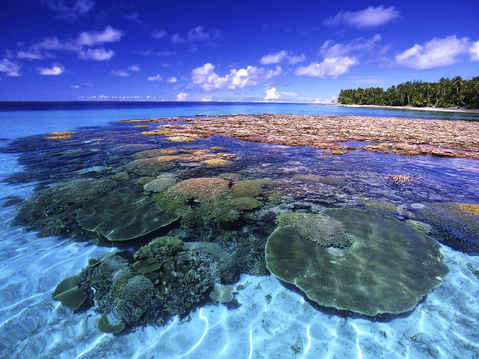 Marshall Islands Underwater Corals Wallpaper
