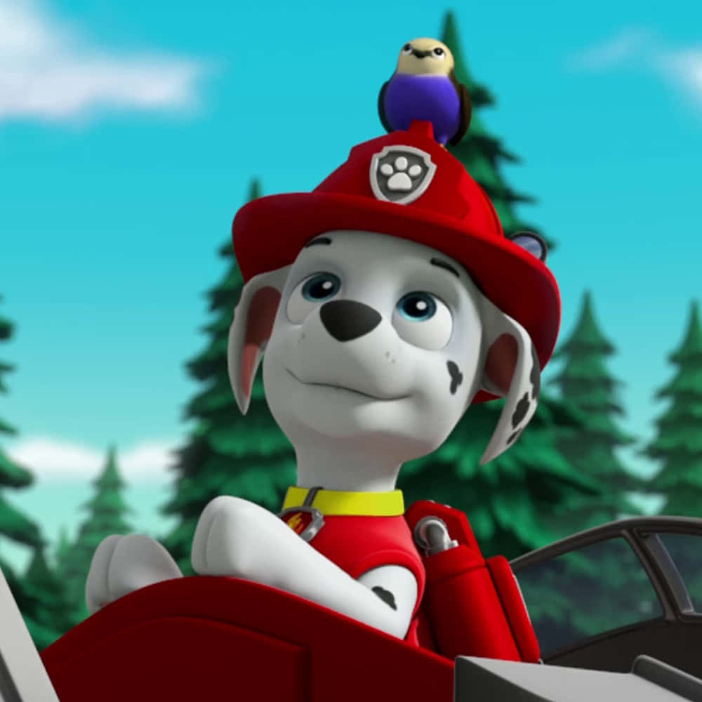 Marshallwith Birdon Hat Paw Patrol Wallpaper