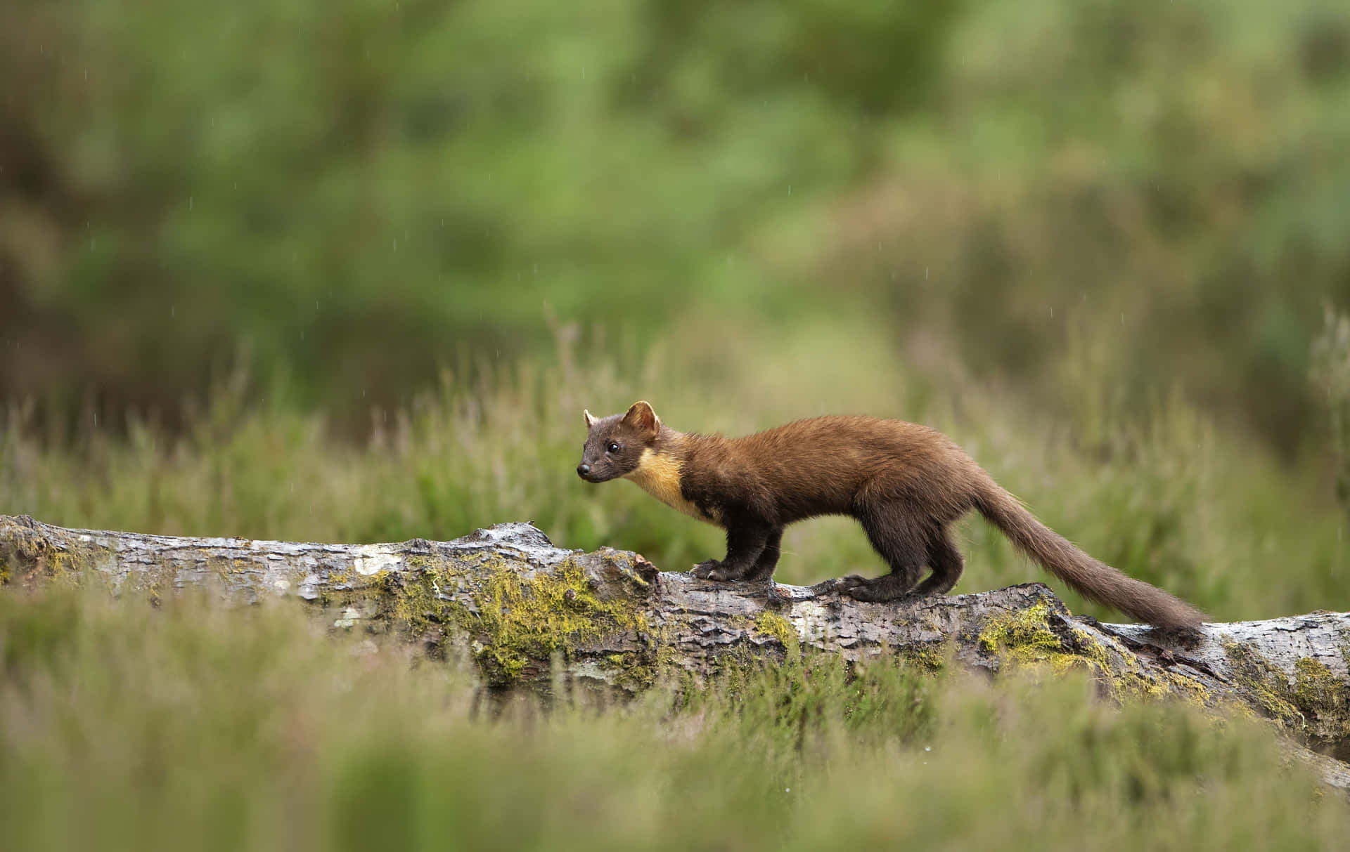 Martenin Natural Habitat Wallpaper